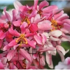 thumbnail for publication: Cassia javanica, Pink and White Shower